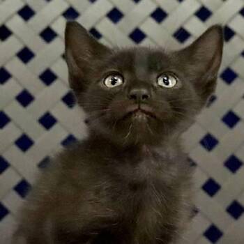 Domestic Short Hair Cats Available for Adoption in Midland, Texas - Marcuccio | PetCurious