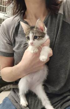 Maisie -  Domestic Short Hair Cat for Adoption in Dickson, Tennessee - Maisie | PetCurious