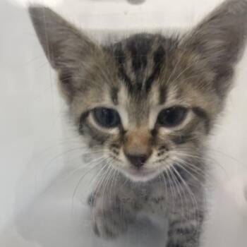 Yoko -  Domestic Short Hair Cat for Adoption in Columbus, Georgia - Yoko | PetCurious