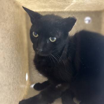 Rescue Domestic Short Hair Cats for Adoption in Philadelphia, Pennsylvania - Lil DeVille | PetCurious