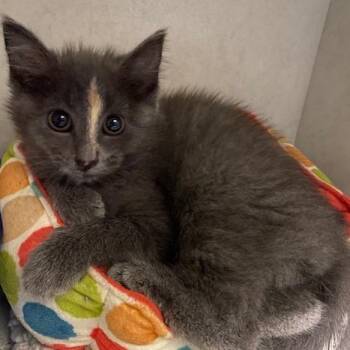 Sally Seashell -  Domestic Short Hair Cat for Adoption in Dayton, Ohio - Sally Seashell | PetCurious