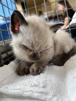 A271492 -  Siamese and Domestic Short Hair Cat for Adoption in Chula Vista, California - A271492 | PetCurious