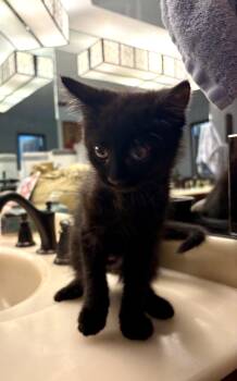 Gem -  Domestic Short Hair Cat Available for Adoption in Dublin, Ohio - Gem | PetCurious