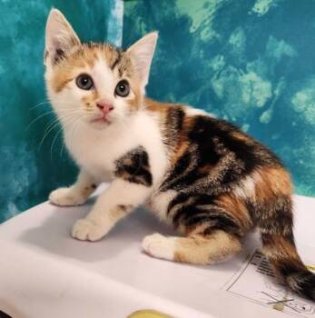 Rescue Domestic Short Hair Cats for Adoption in Bryan, Texas - 59814069 | PetCurious