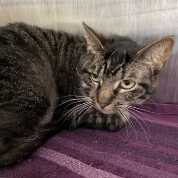 Domestic Short Hair Cats Available for Adoption in Barnstable, Massachusetts - AMBER | PetCurious