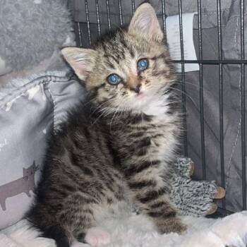 Augustine -  Domestic Short Hair Cat Available for Adoption in Winchester, Virginia - Augustine | PetCurious