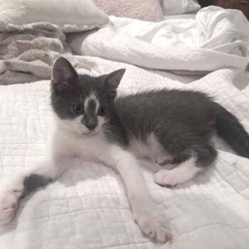 Tootsie Pop (Holland Cat Cove) -  Domestic Short Hair Cat for Adoption in West Olive, Michigan - Tootsie Pop (Holland Cat Cove) | PetCurious