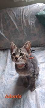 Adonis -  Domestic Short Hair Cat for Adoption in Sunrise, Florida - Adonis | PetCurious