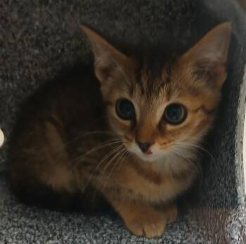 Casto -  Domestic Short Hair Cat for Adoption in Greenfield, Indiana - Casto | PetCurious