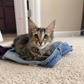 Great Value -  Domestic Medium Hair Cat for Adoption in Roswell, Georgia - Great Value | PetCurious