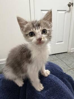 Cassian -  Domestic Medium Hair Cat for Adoption in Newnan, Georgia - Cassian | PetCurious