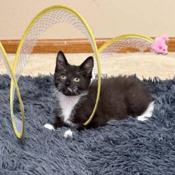 Veneta -  Domestic Short Hair Cat for Adoption in Blaine, Minnesota - Veneta | PetCurious
