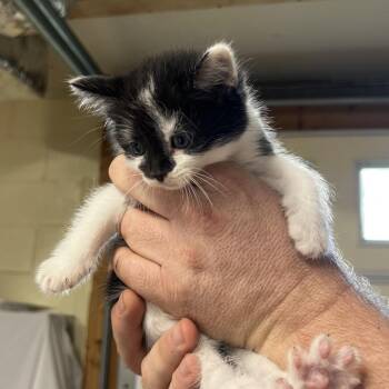 Sriracha -  Domestic Short Hair Cat for Adoption in Harrisville, West Virginia - Sriracha | PetCurious
