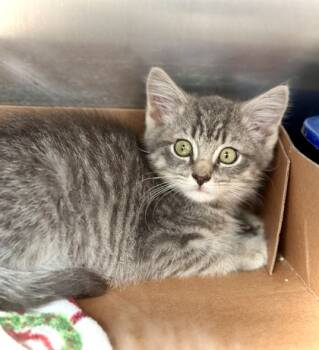 Rescue Domestic Short Hair Cats for Adoption in West Chester, Pennsylvania - David | PetCurious