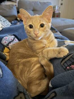 Lou -  Domestic Short Hair Cat for Adoption in Columbus, Ohio - Lou | PetCurious