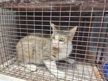 A657417 -  Domestic Short Hair Cat for Adoption in Houston, Texas - A657417 | PetCurious