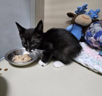61574897 -  Domestic Short Hair Cat for Adoption in Elko, Nevada - 61574897 | PetCurious