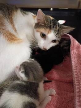 Freedom -  Domestic Short Hair Cat for Adoption in Palm Coast, Florida - Freedom | PetCurious