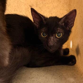 Midnight Snack -  Domestic Short Hair Cat for Adoption in Philadelphia, Pennsylvania - Midnight Snack | PetCurious