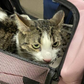 Becka Keisha -  Domestic Short Hair Cat for Adoption in Chicago, Illinois - Becka Keisha | PetCurious