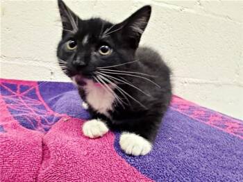 SOCKS -  Domestic Short Hair Cat for Adoption in Brentwood, Missouri - SOCKS | PetCurious