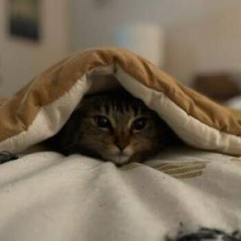 Fennekin -  Domestic Short Hair Cat for Adoption in Asheville, North Carolina - Fennekin | PetCurious