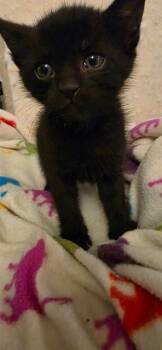 PETER -  Domestic Short Hair Cat for Adoption in Forney, Texas - PETER | PetCurious
