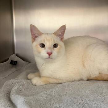 Domestic Short Hair Cats Available for Adoption in Council Bluffs, Iowa - Inferno | PetCurious