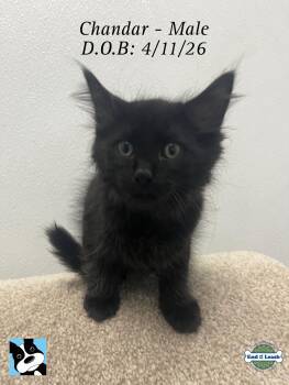 Chandar - sweet and affectionate -  Domestic Long Hair Cat for Adoption in Muskego, Wisconsin - Chandar - Sweet And Affectionate | PetCurious