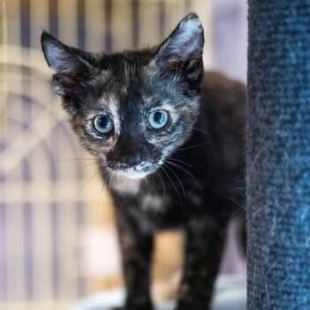 STELLA -  Domestic Short Hair Cat for Adoption in Schnecksville, Pennsylvania - STELLA | PetCurious