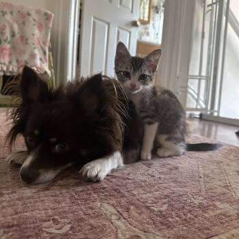 Piplup -  Domestic Short Hair Cat for Adoption in Davis, California - Piplup | PetCurious