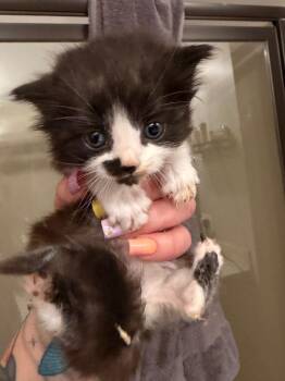 Domestic Medium Hair Cats Available for Adoption in Newnan, Georgia - *Soda | PetCurious