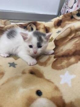 Elsa -  Dilute Calico Cat for Adoption in Parlier, California - Elsa | PetCurious