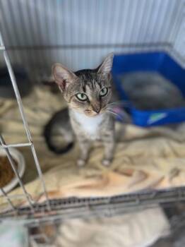 Rescue Domestic Short Hair Cats for Adoption in Key West, Florida - Kookie | PetCurious