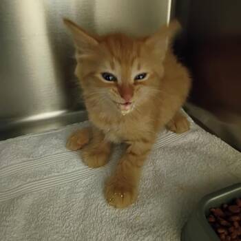 06/30/2026-Stray-MilgenRoad-1 -  Domestic Long Hair Cat for Adoption in Columbus, Georgia - 06/30/2026-Stray-MilgenRoad-1 | PetCurious