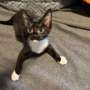 Geneva -  Domestic Short Hair Cat for Adoption in Jarrettsville, Maryland - Geneva | PetCurious