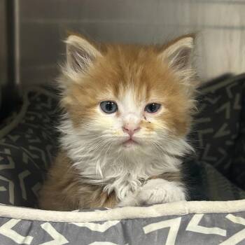 Tigger -  Domestic Long Hair Cat for Adoption in Charleston, West Virginia - Tigger | PetCurious