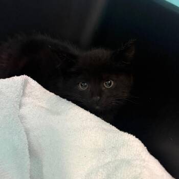 Trippy -  Domestic Medium Hair Cat for Adoption in Charleston, West Virginia - Trippy | PetCurious