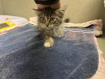 A552046 -  Domestic Medium Hair Cat for Adoption in Moreno Valley, California - A552046 | PetCurious
