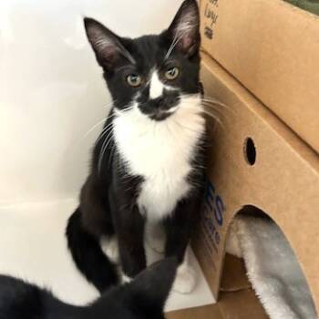 Rescue Domestic Short Hair Cats for Adoption - Ranger | PetCurious