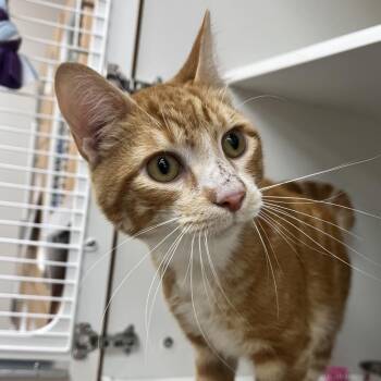 Carson -  Domestic Short Hair Cat Available for Adoption in Champaign, Illinois - Carson | PetCurious