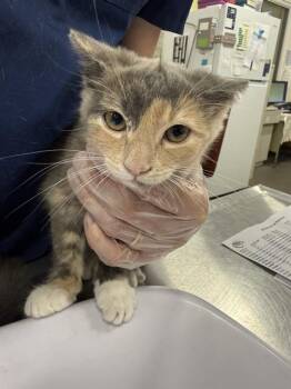 Domestic Short Hair Cats Available for Adoption - BEACH | PetCurious