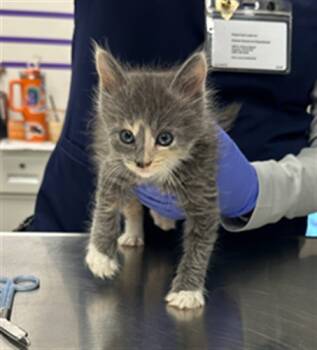 Rescue Domestic Short Hair Cats for Adoption in Ontario, California - DOLLY- IN FOSTER | PetCurious