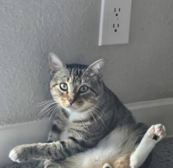 Carhartt -- Bonded Buddy With Renera -  Domestic Short Hair Cat for Adoption in Des Moines, Iowa - Carhartt -- Bonded Buddy With Renera | PetCurious