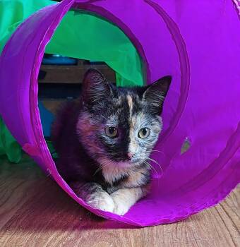 Domestic Short Hair Cats Available for Adoption - Caroline (26-002 C) | PetCurious