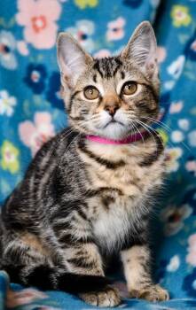 Domestic Short Hair Cats Available for Adoption in Yakima, Washington - Linda | PetCurious