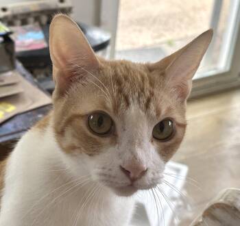 Tabby and Domestic Short Hair Cats Available for Adoption in Mission Viejo, California - Alvin | PetCurious