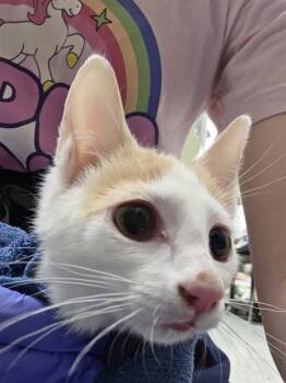 MARIE SCHRADER -  Domestic Short Hair Cat for Adoption in Omaha, Nebraska - MARIE SCHRADER | PetCurious