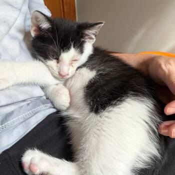 Moo -  Domestic Short Hair Cat for Adoption in Shelbyville, Indiana - Moo | PetCurious