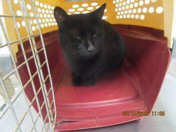Sammy (614) -  Domestic Short Hair Cat for Adoption in Marietta, Georgia - Sammy (614) | PetCurious